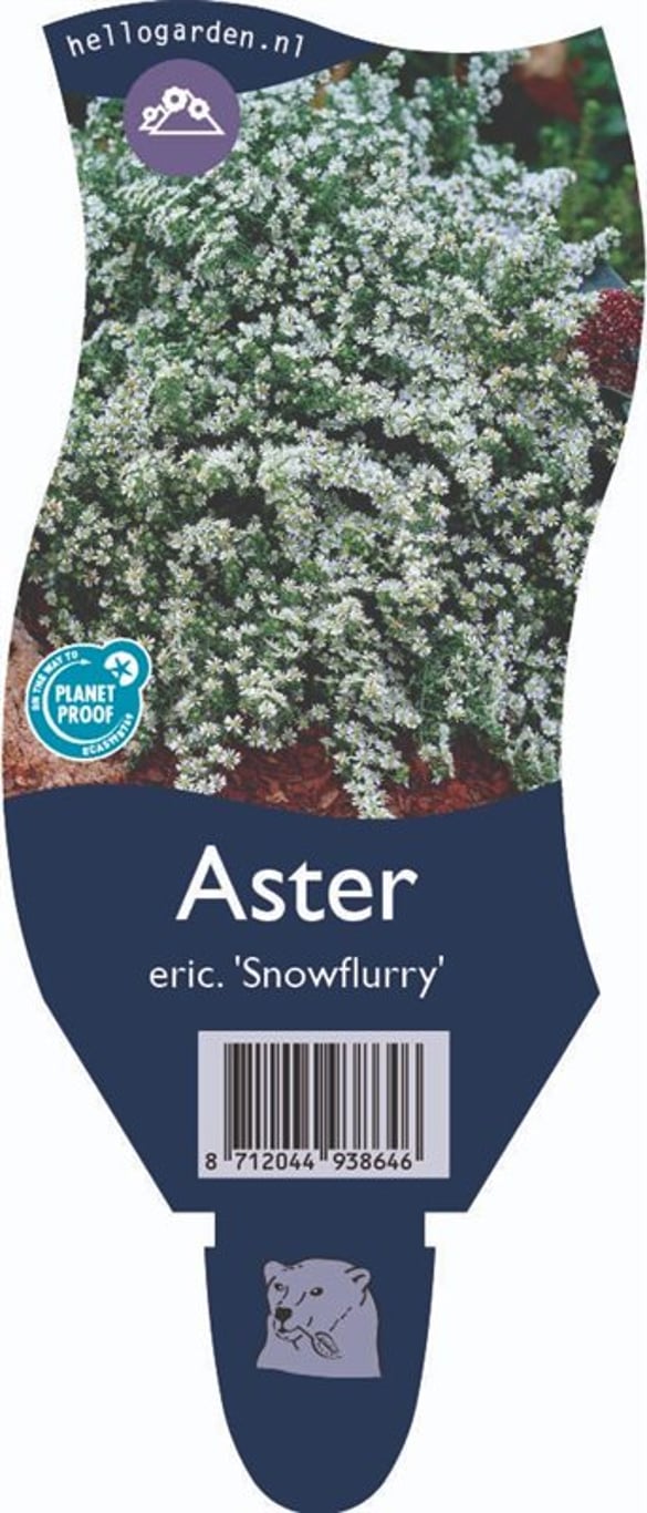 Aster ericoides 'Snowflurry' - P11